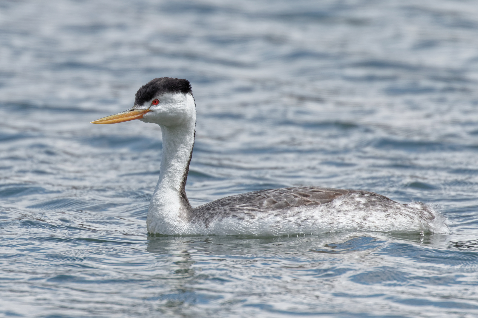 Clark's Grebe