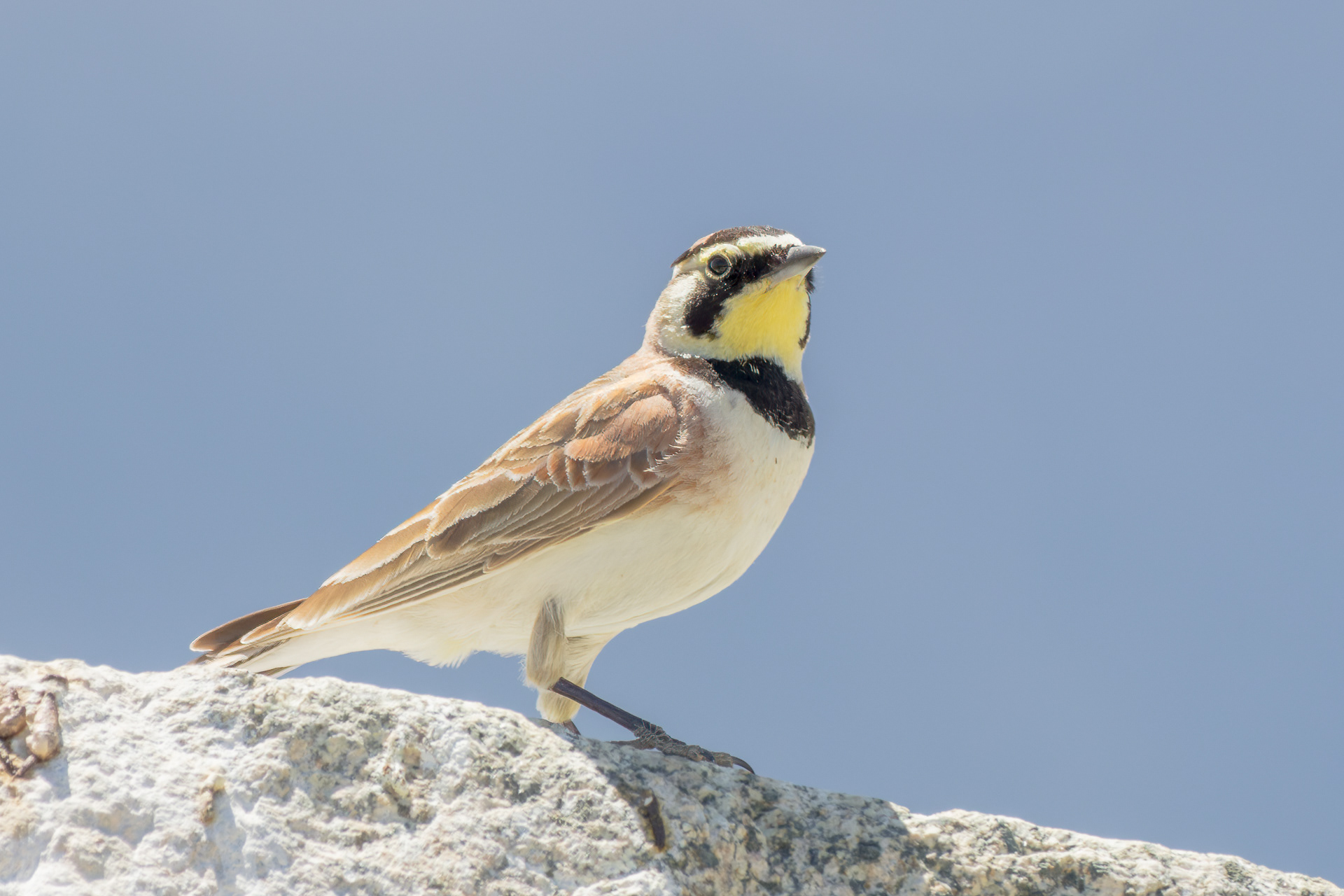Horned Lark