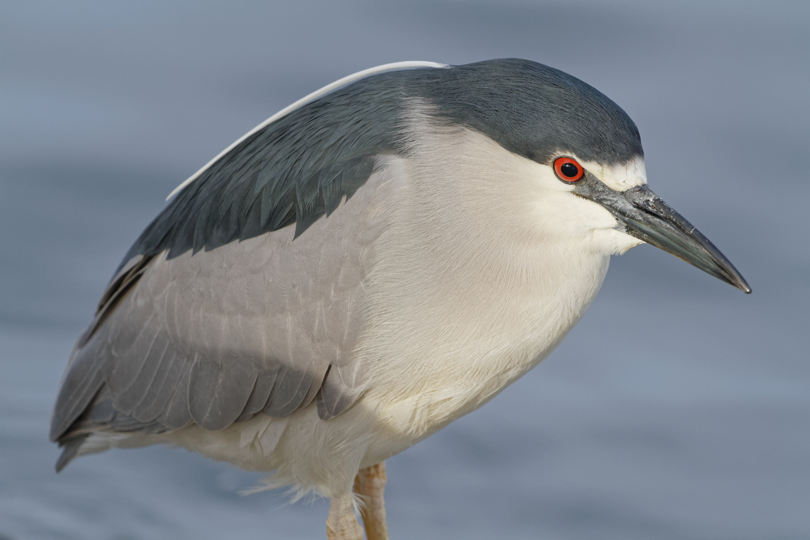 Black-crowned Night Heron