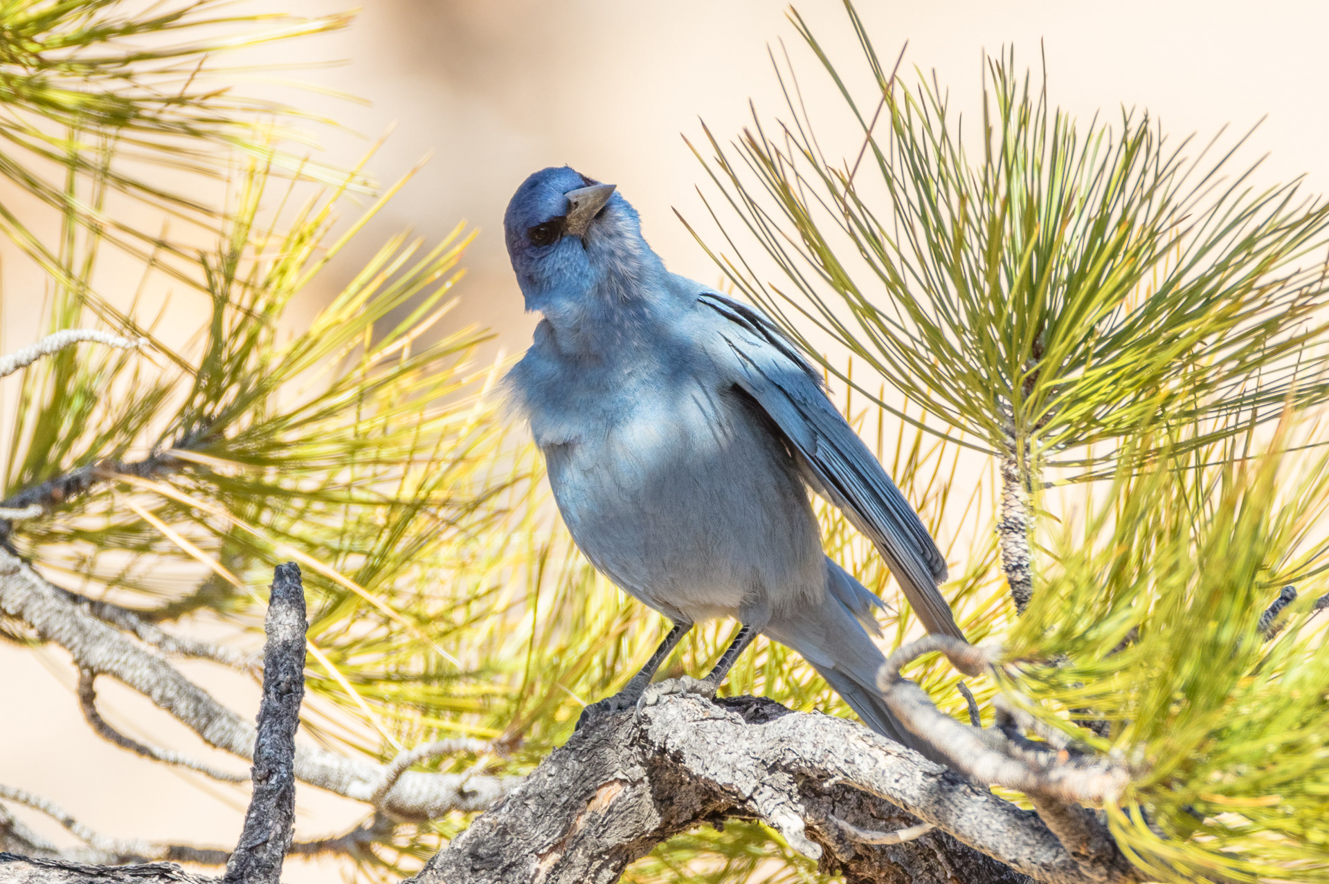 Pinyon Jay