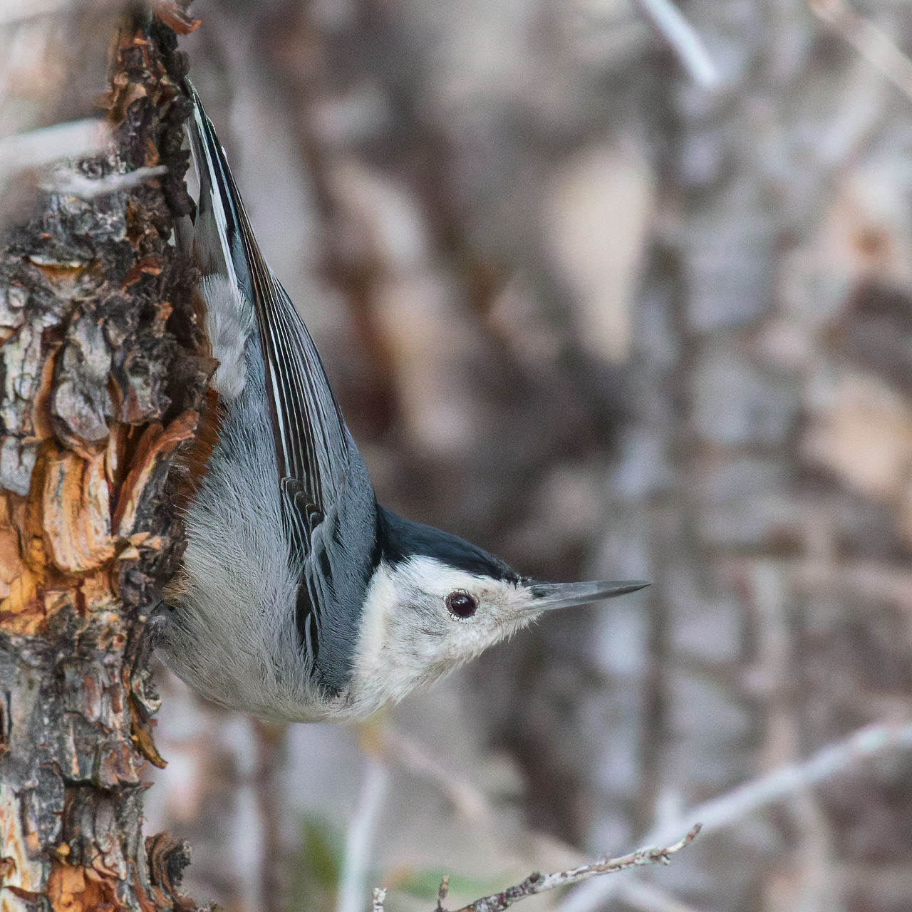 White-breasted Nuthatch
