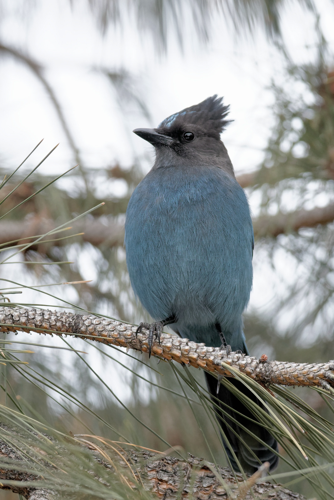 Steller's Jay