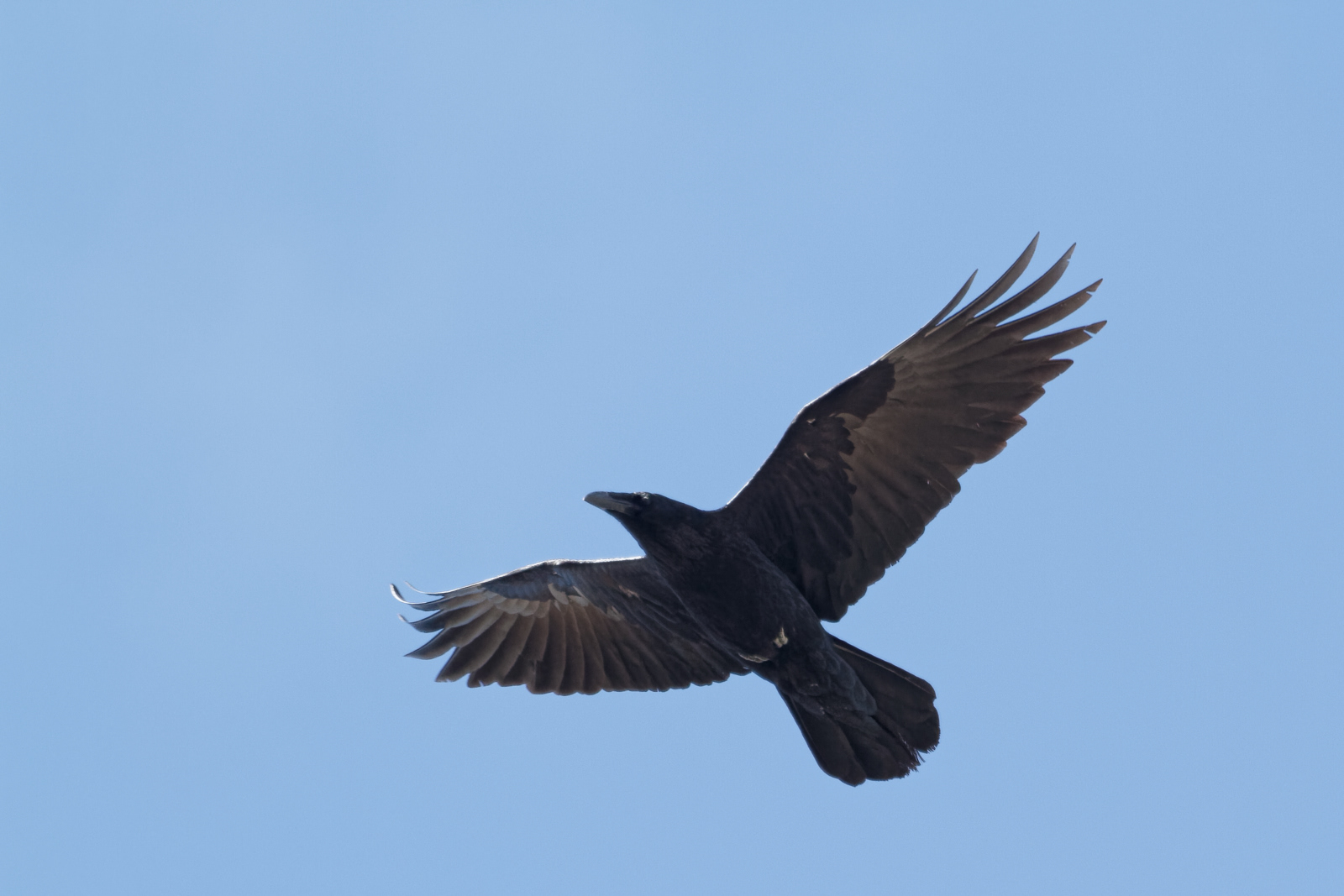 American Crow
