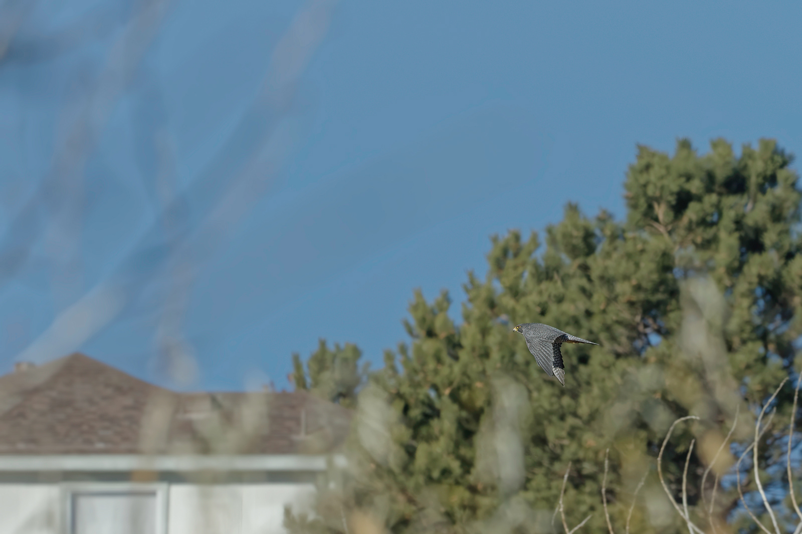 Peregrine Falcon