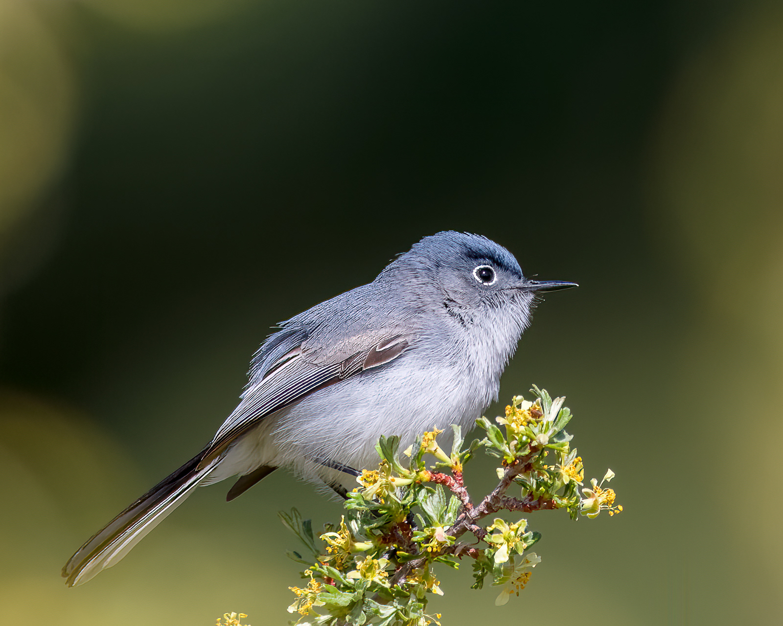 Blue-gray Gnatcatcher