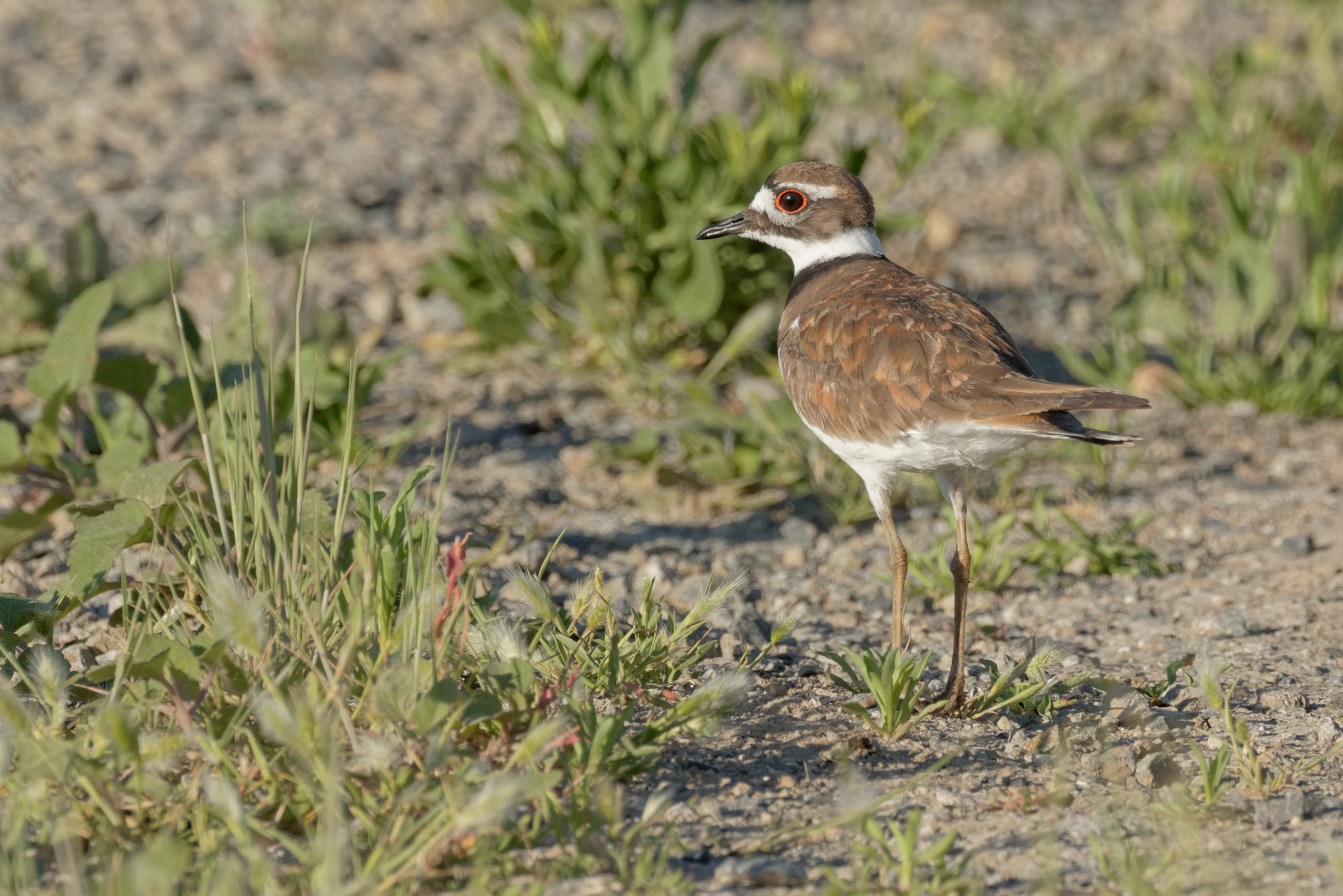Killdeer