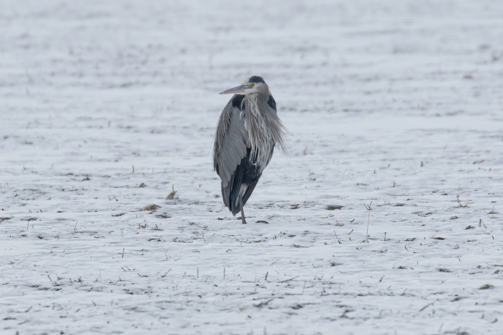 Great Blue Heron