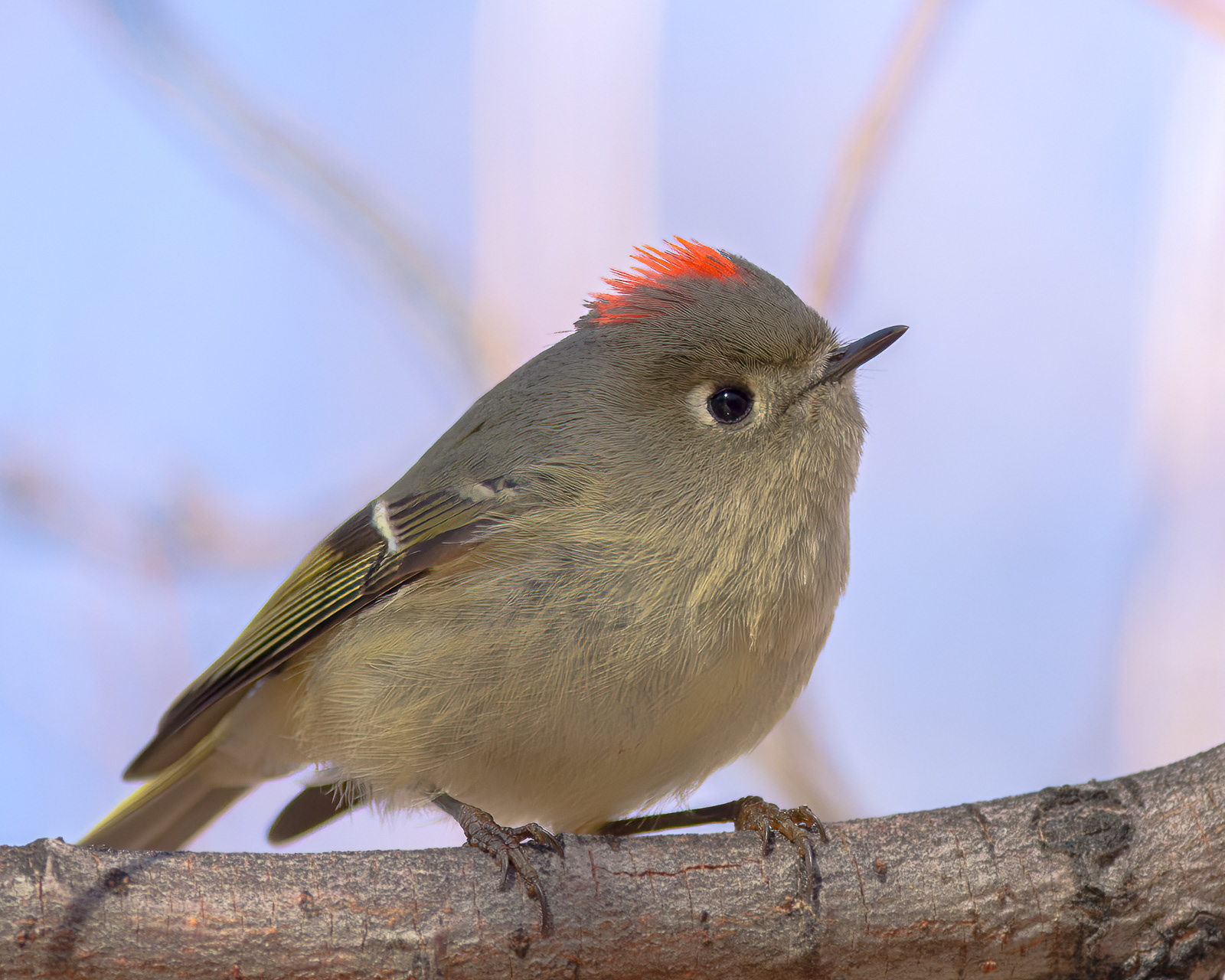 Ruby-crowned Kinglet