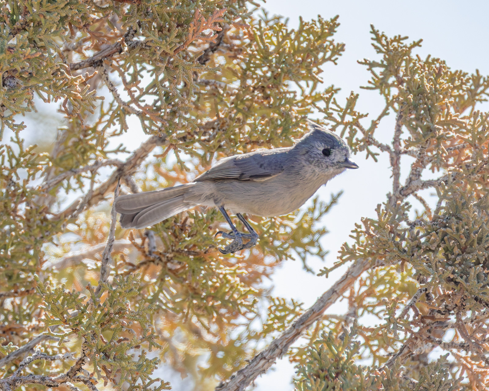 Juniper Titmouse