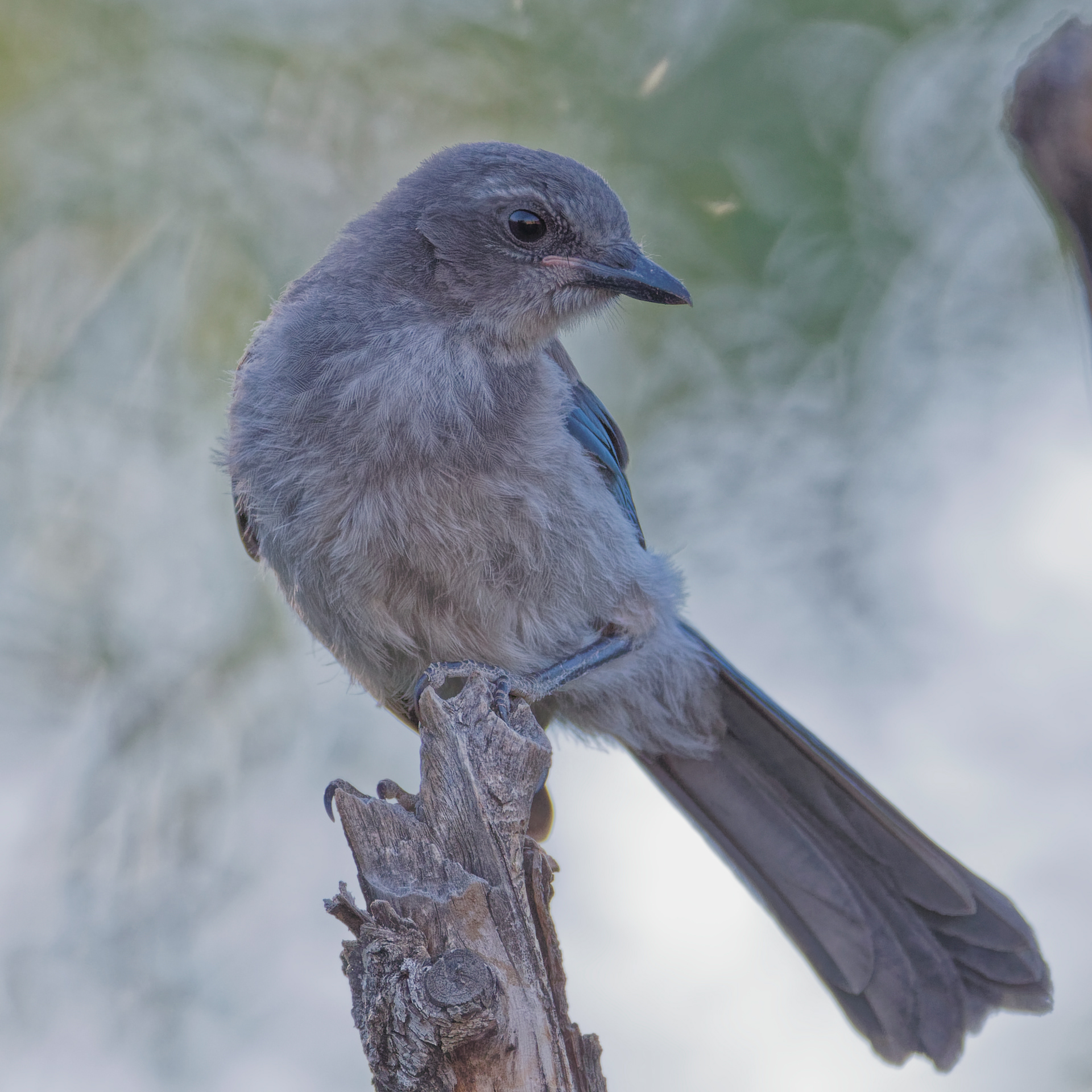 California Scrub-jay