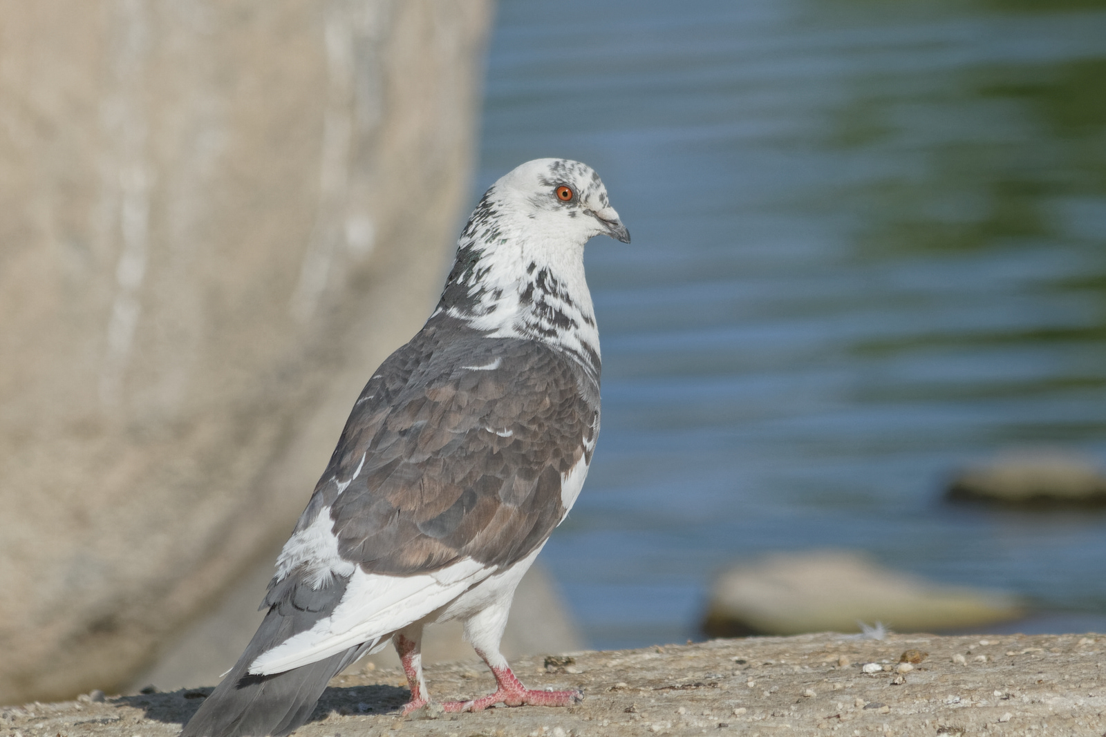 Feral Rock Pigeon