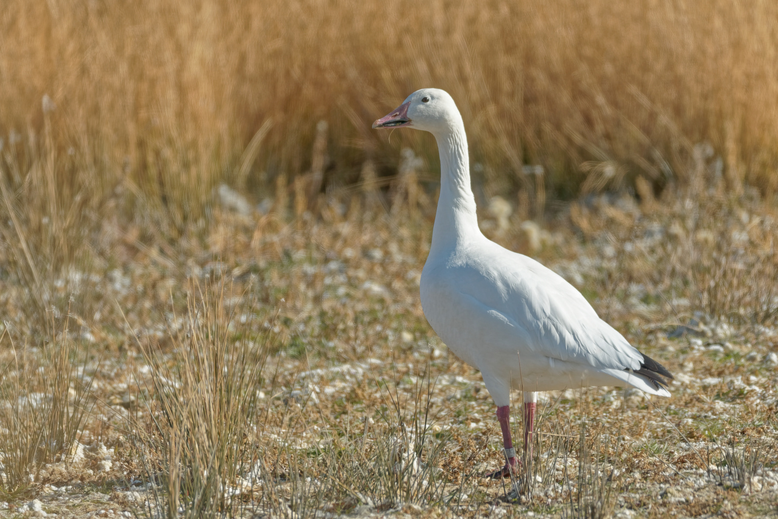 Snow Goose