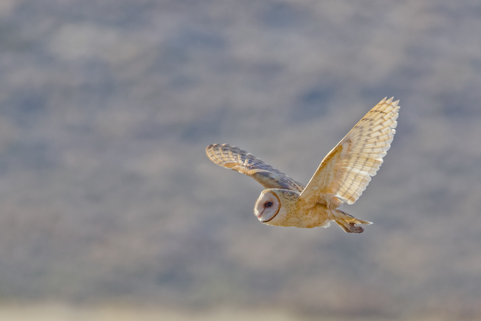 Barn Owl