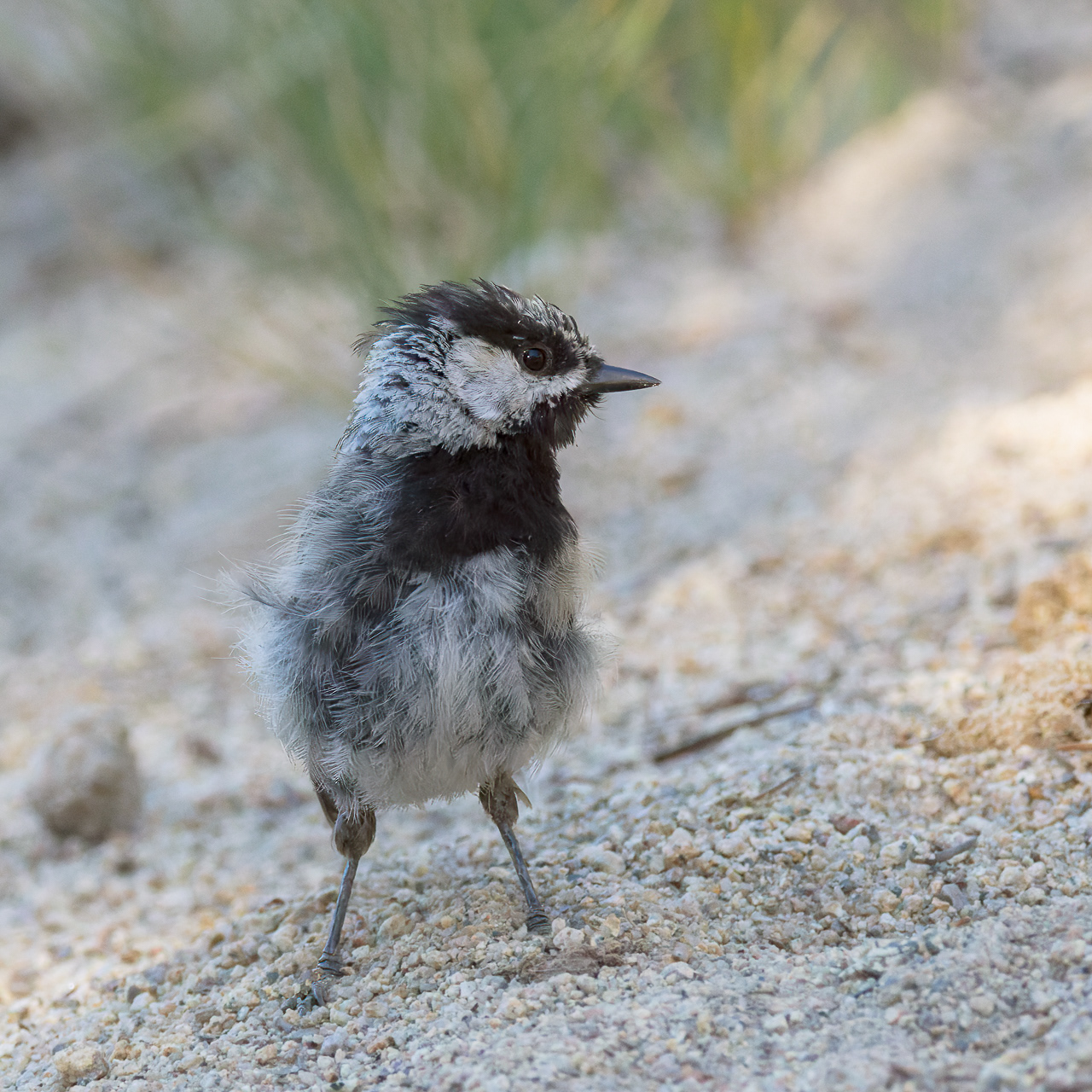 Mountain Chickadee