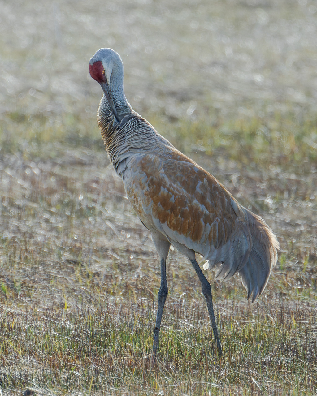 Sandhill Crane