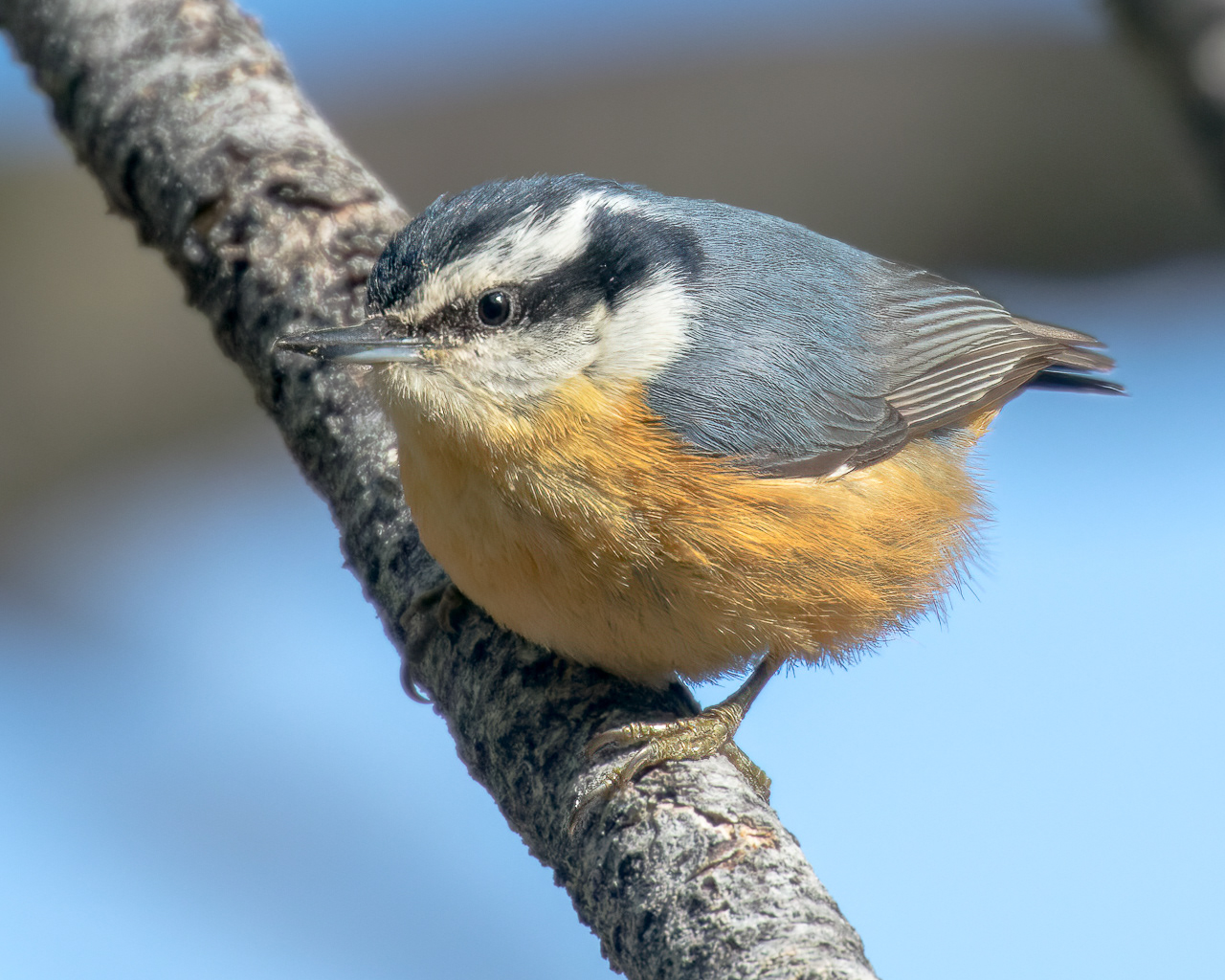 Red-breasted Nuthatch
