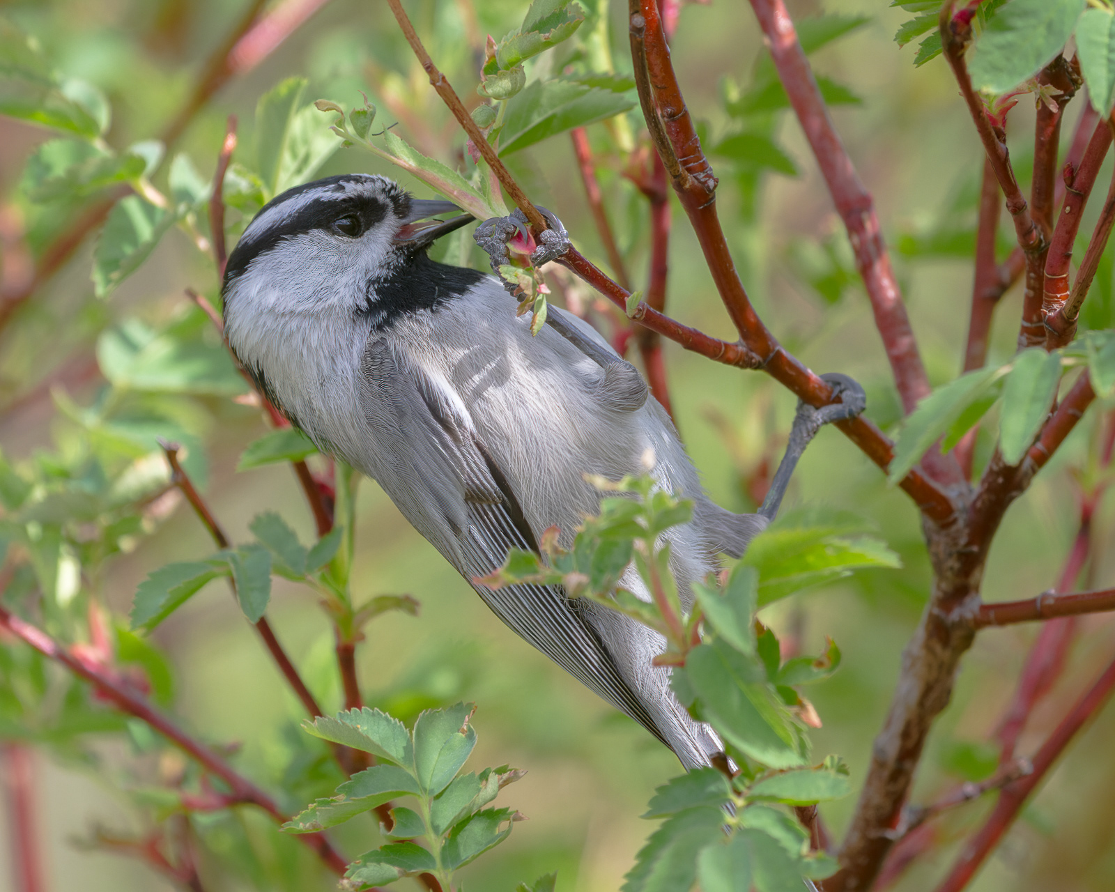 Mountain Chickadee