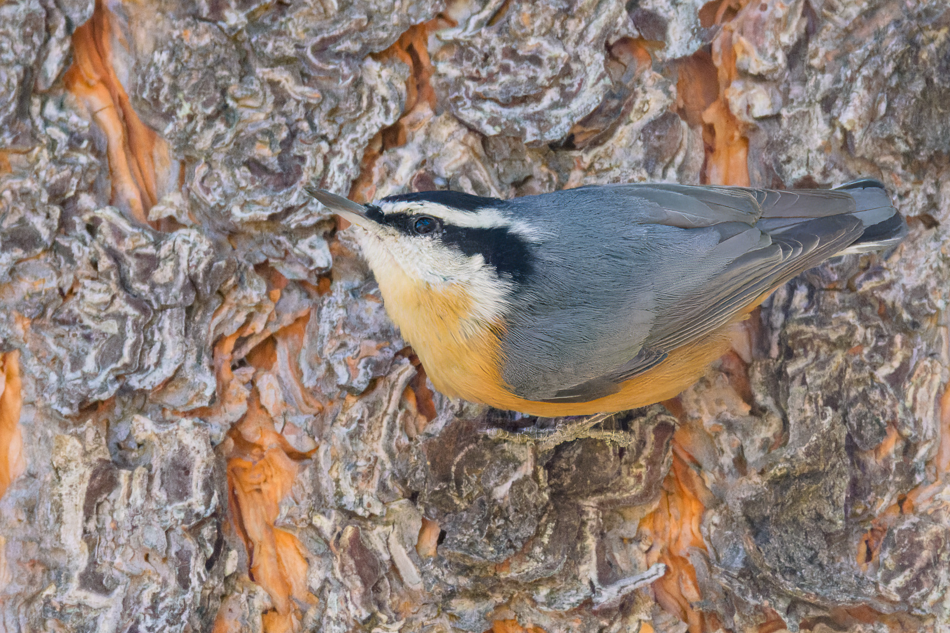 Red-breasted Nuthatch