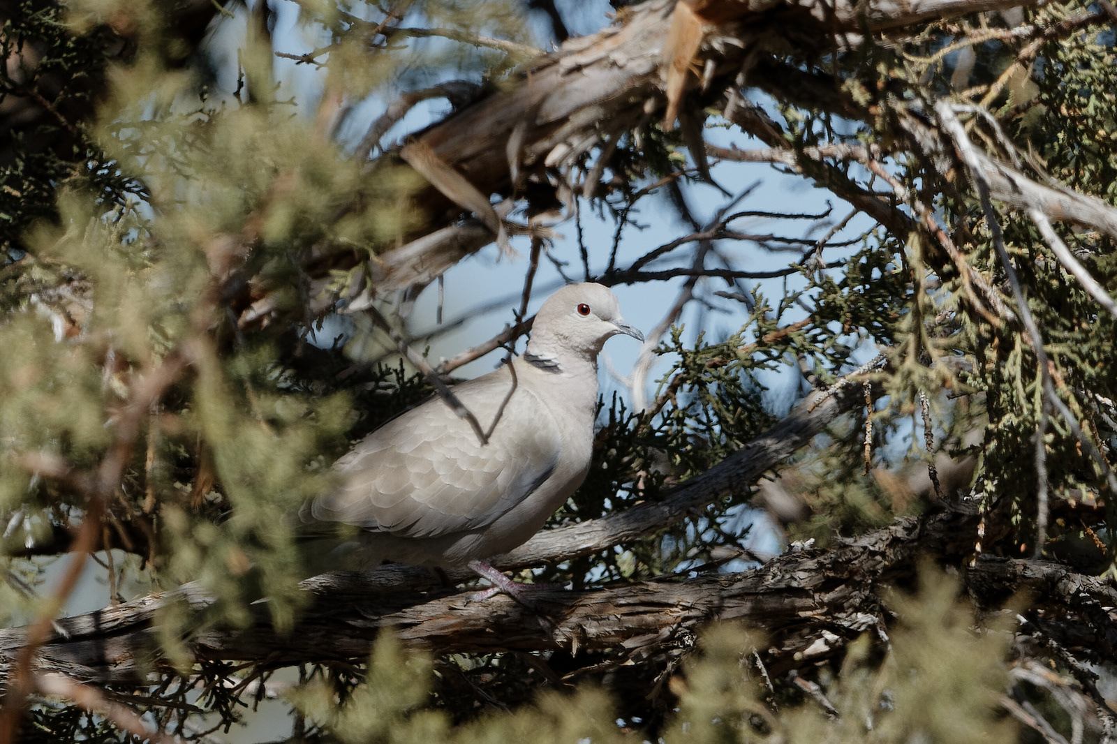 Eurasian Collared Dove