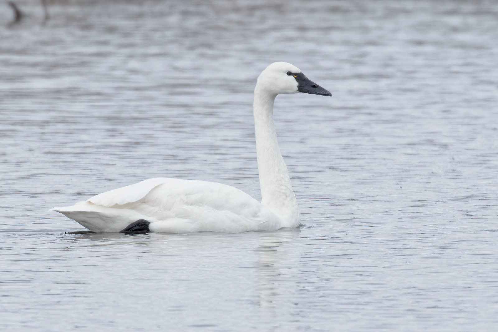 Tundra Swan