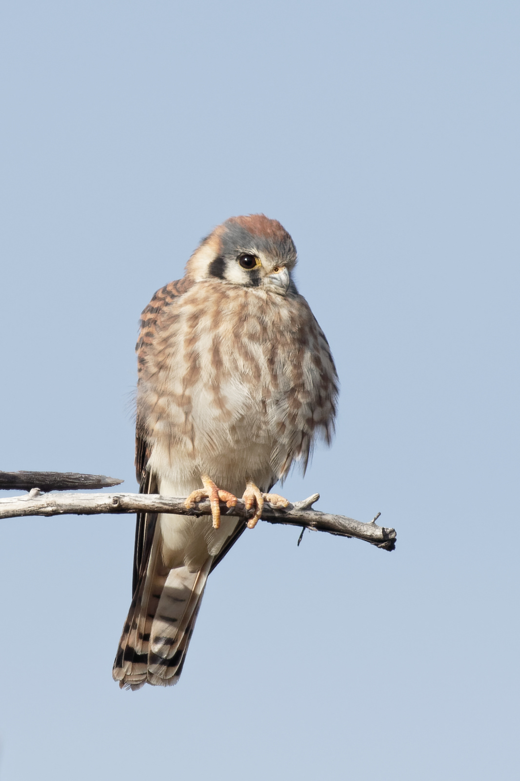 American Kestrel female