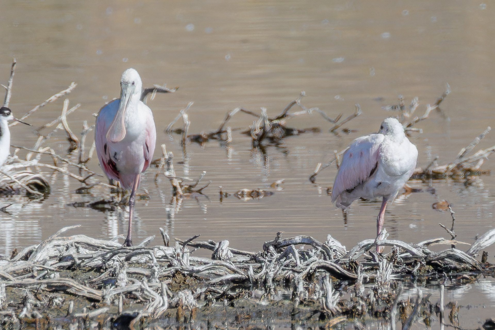 Roseate Spoonbills