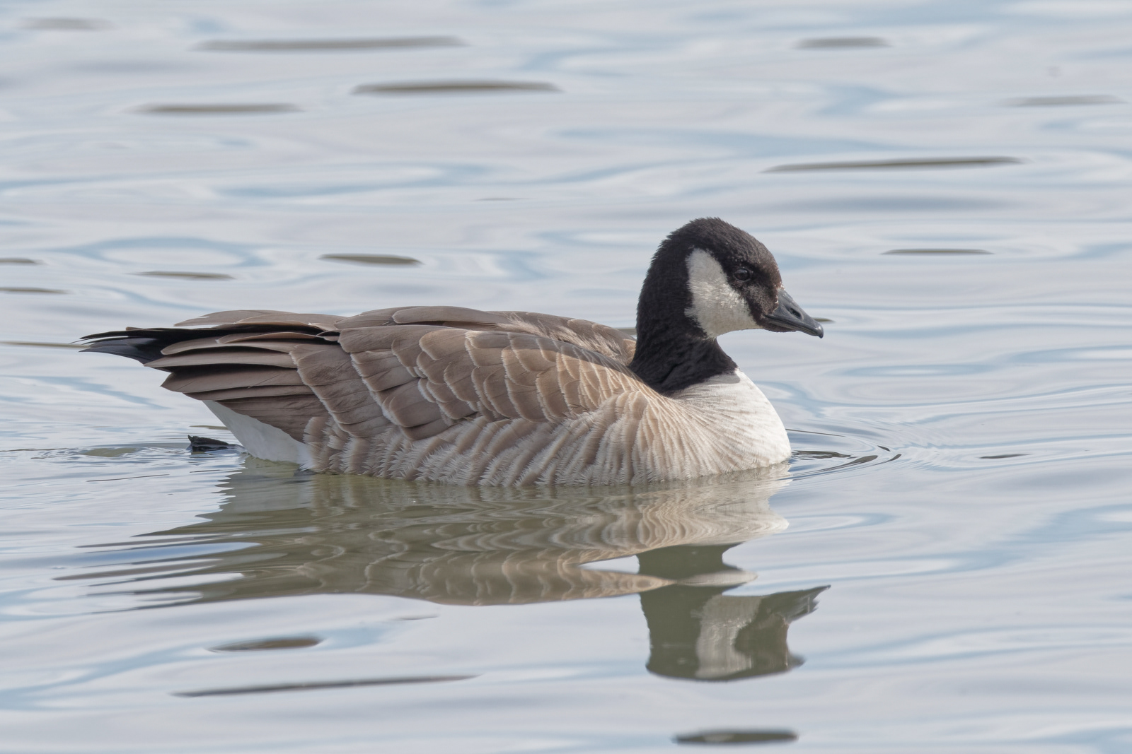 Cackling Goose (Richardson's)