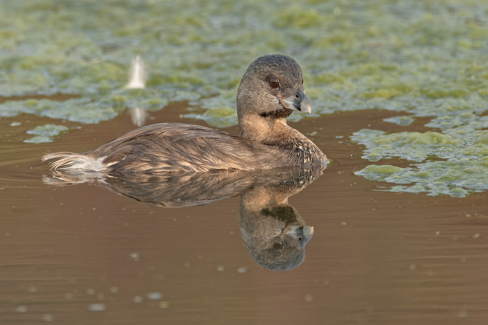 Pied-billed Grebe