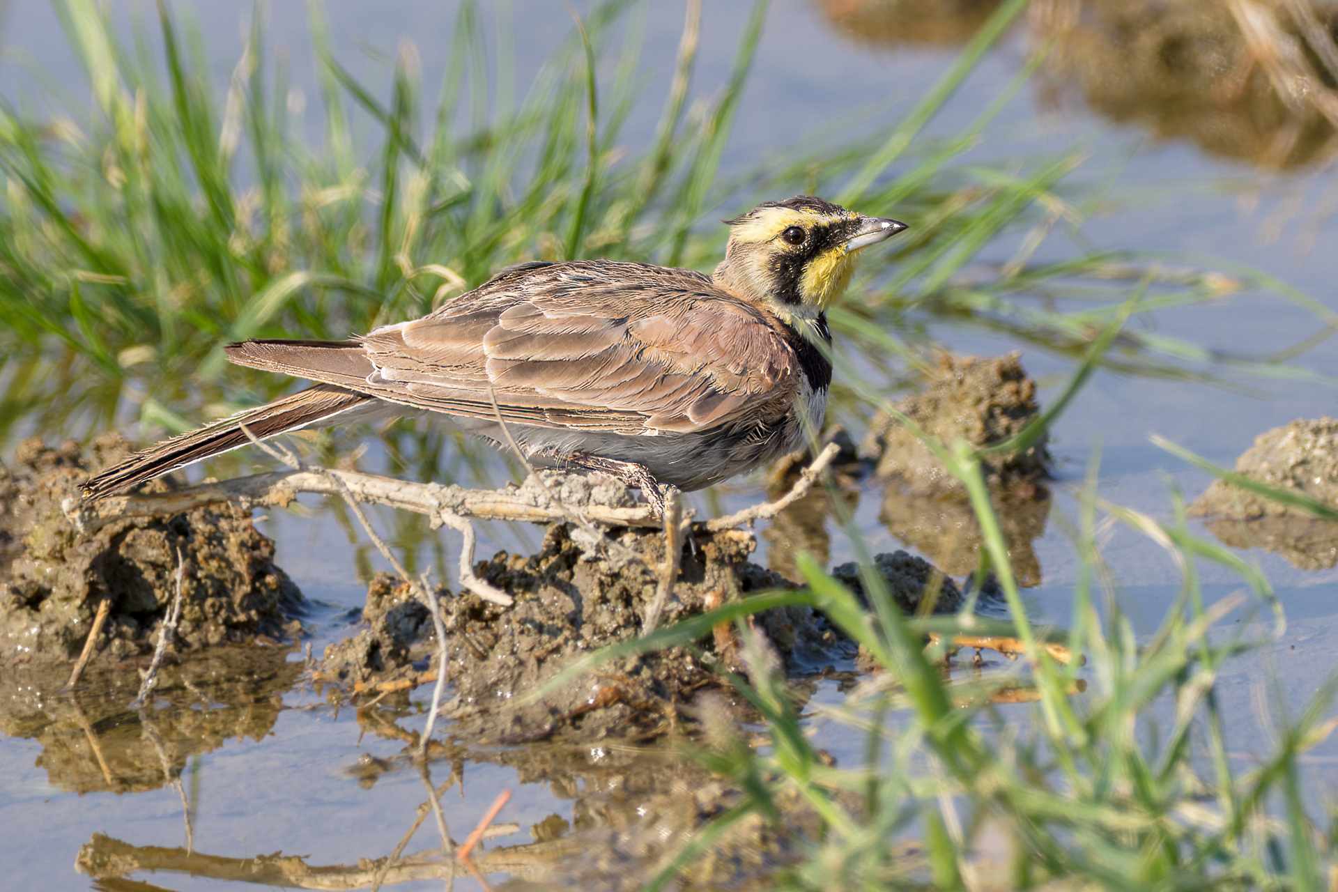 Horned Lark