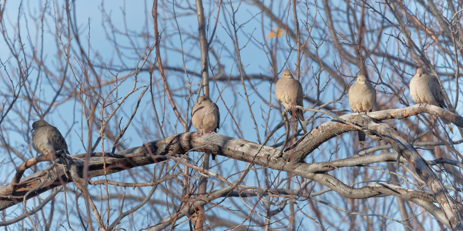 Mourning Dove
