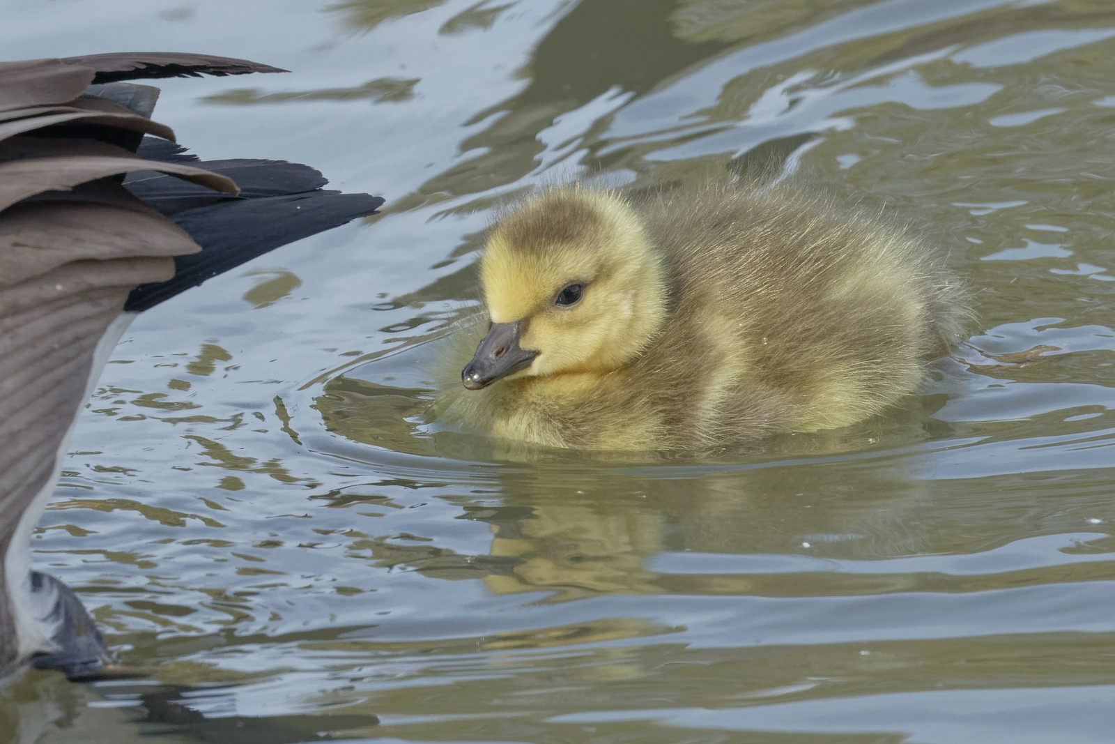Canada Goose