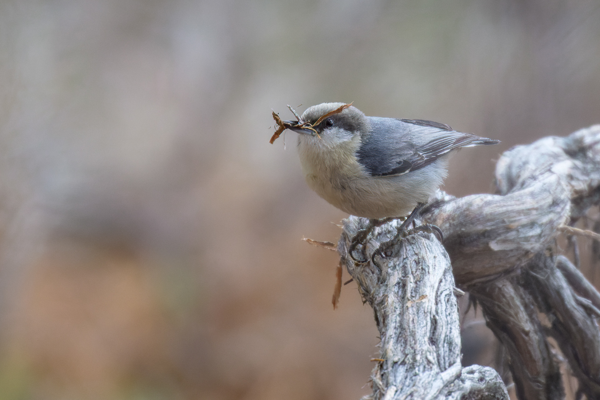 Pygmy Nuthatches