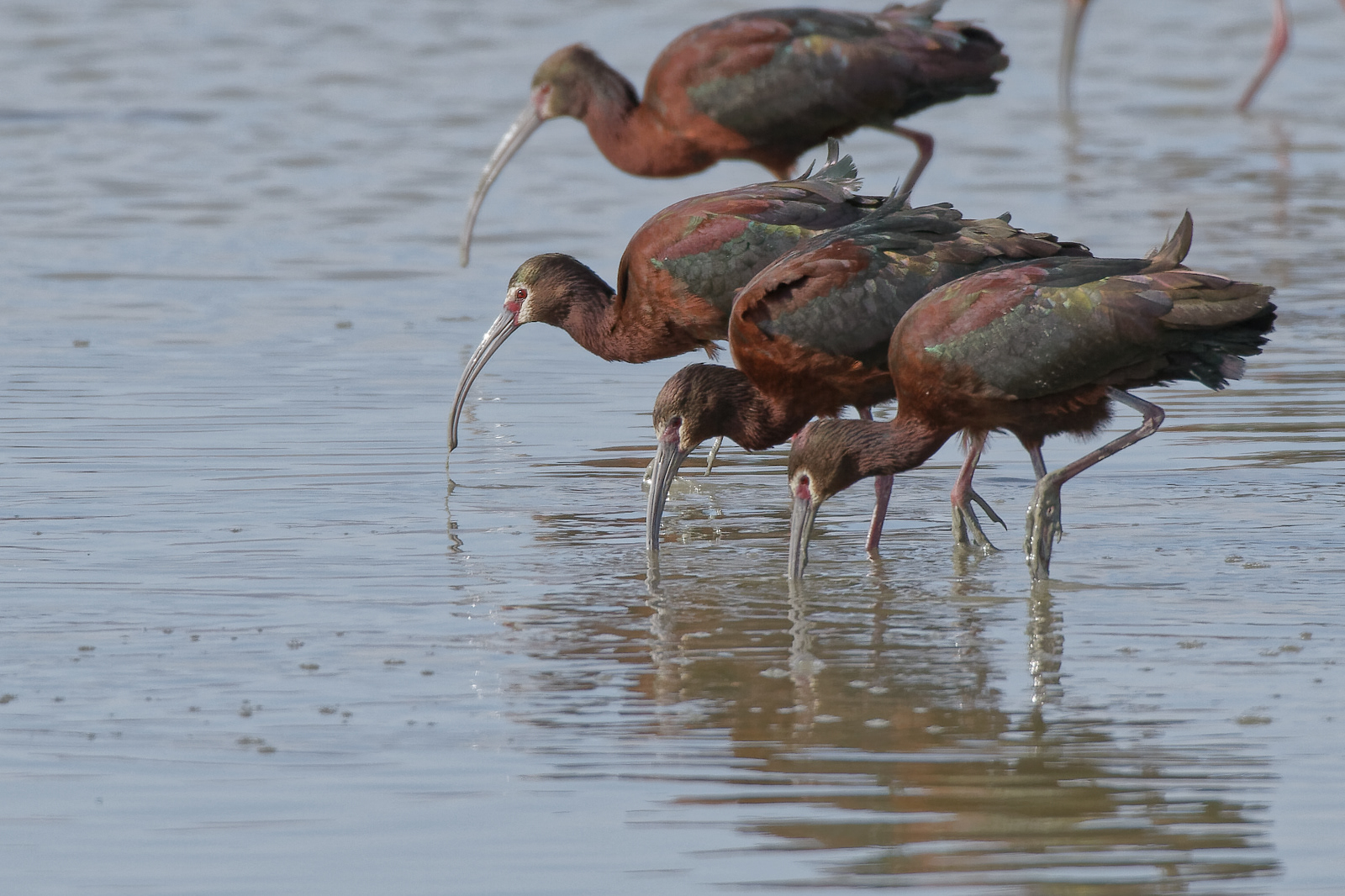White-faced Ibis