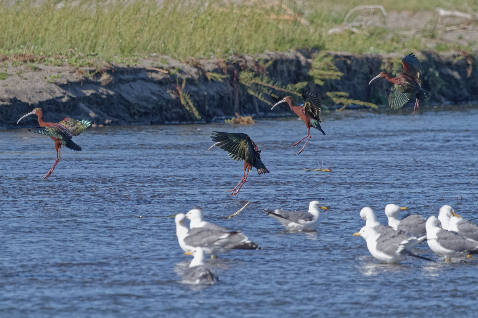 White-faced Ibis