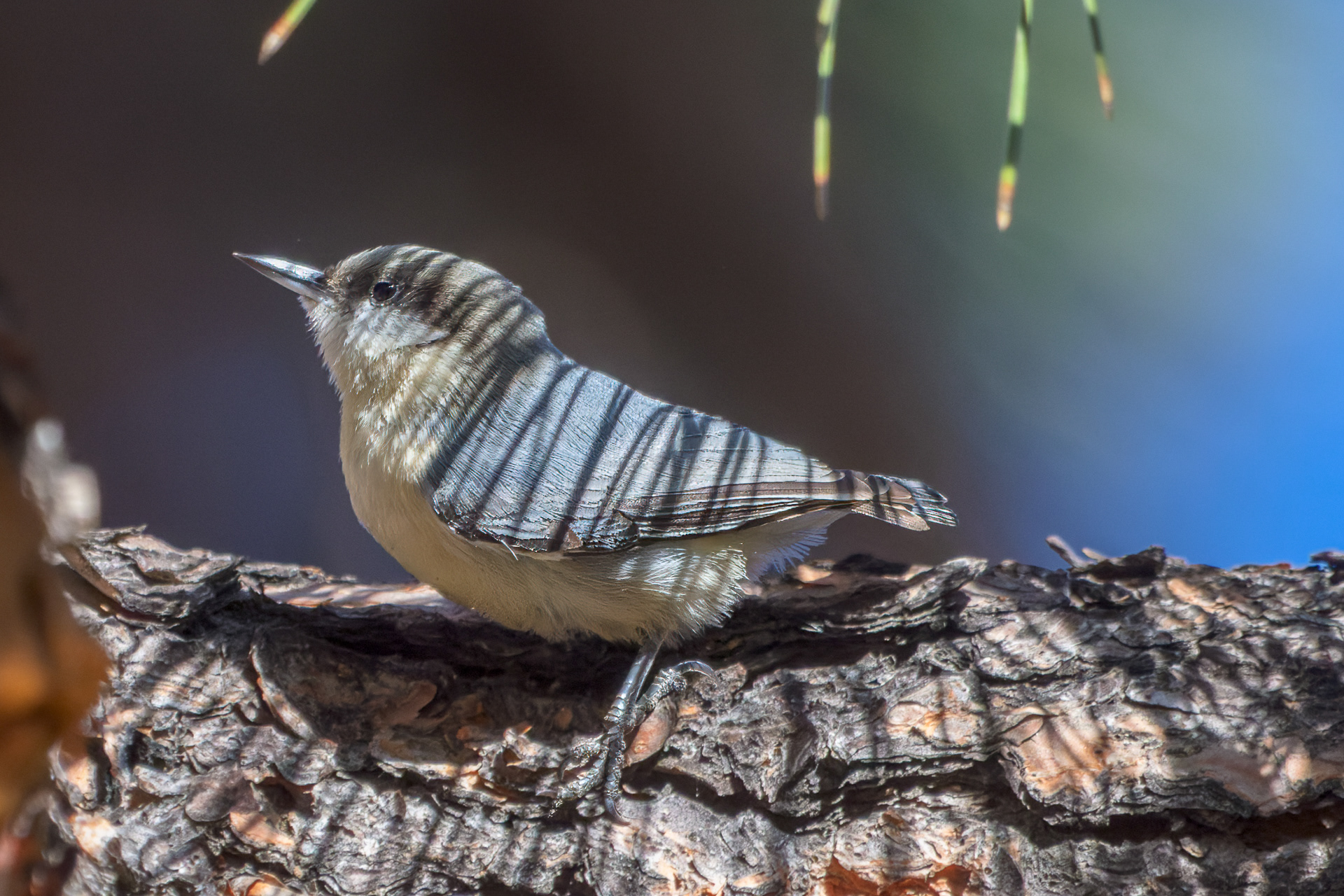 Pygmy Nuthatches