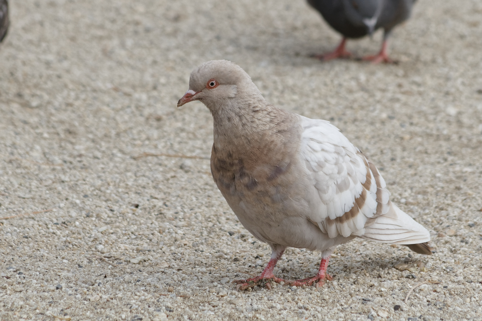Feral Rock Pigeon