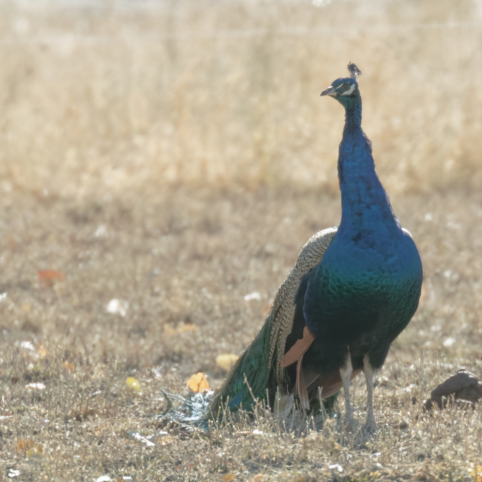 Peacock
