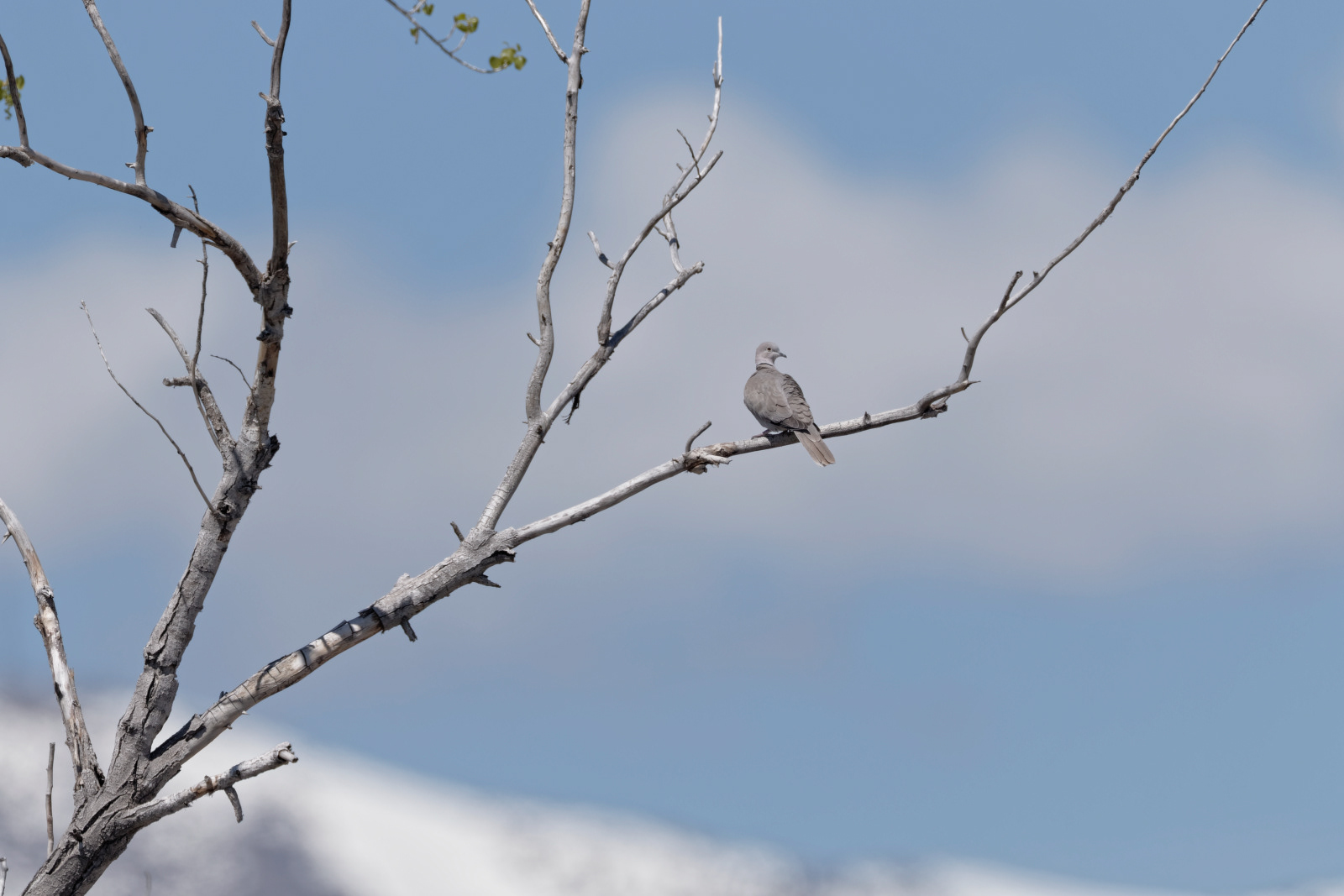 Eurasian Collared Dove