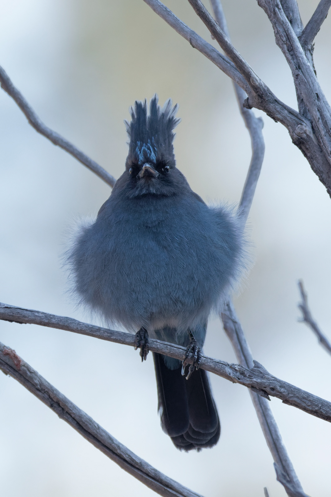 Steller's Jay