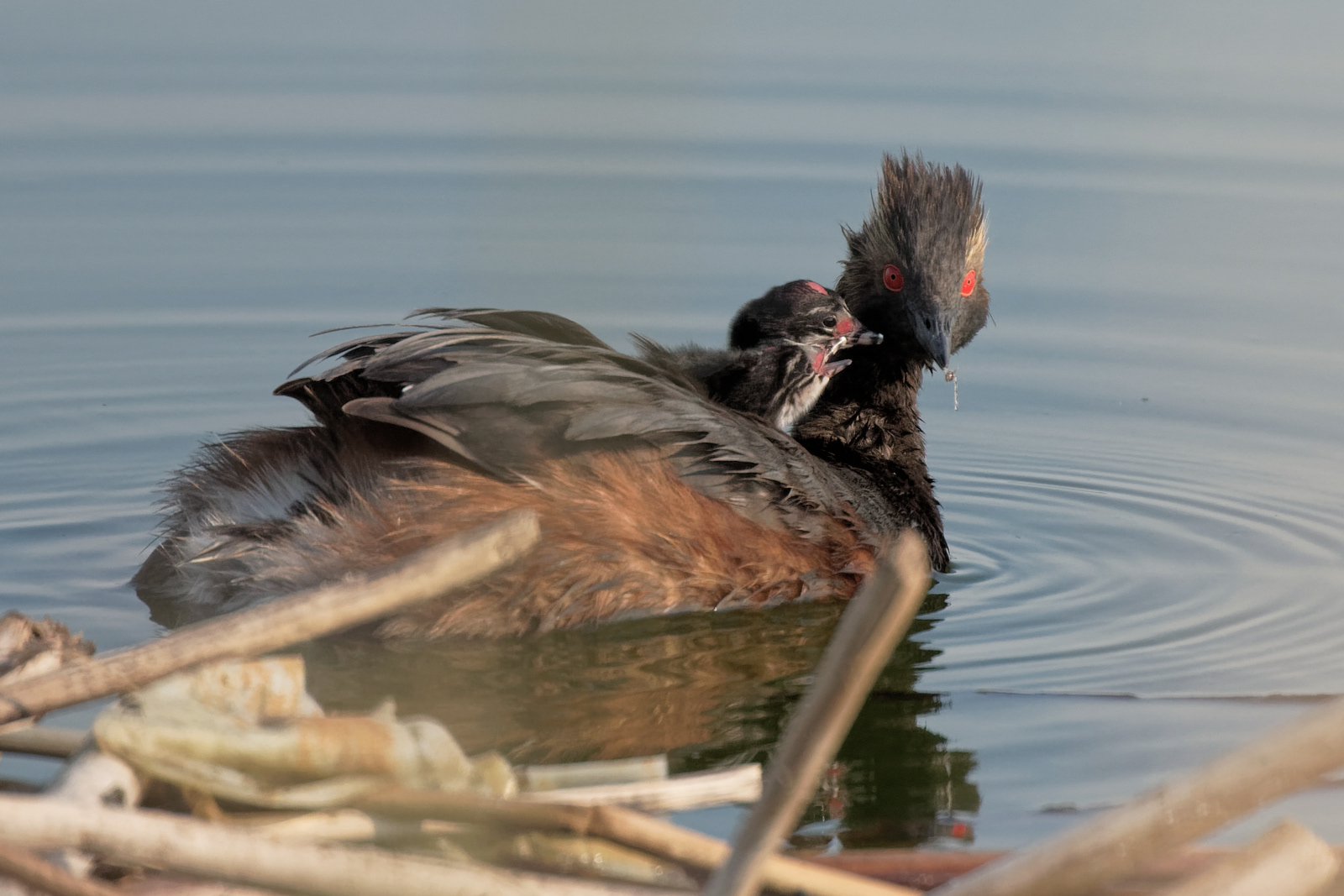 Eared Grebe