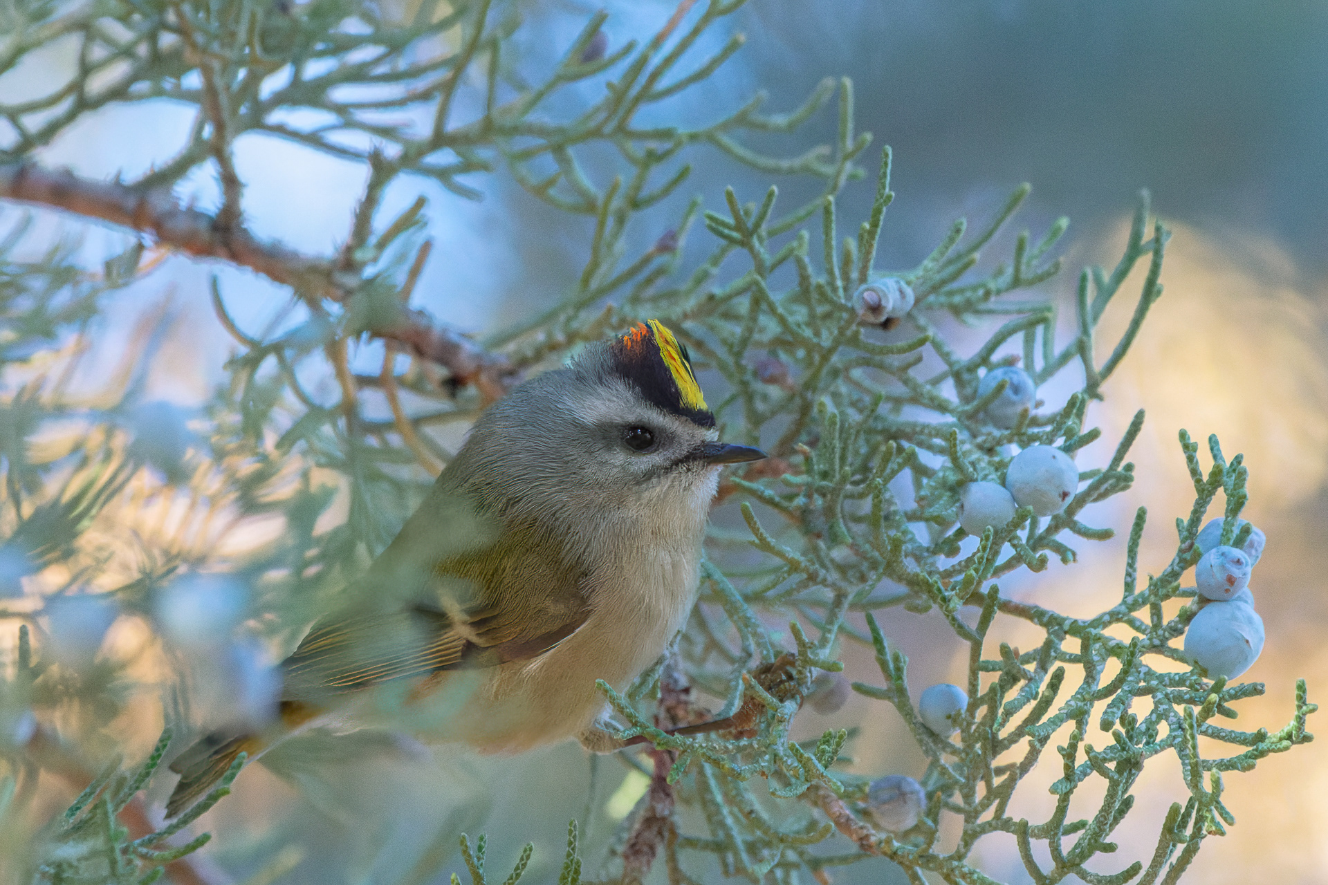 Golden-crowned Kinglet