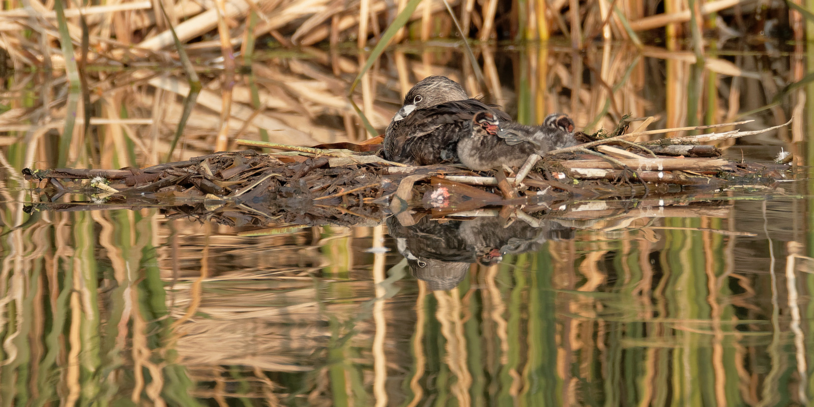 Pied-billed Grebe