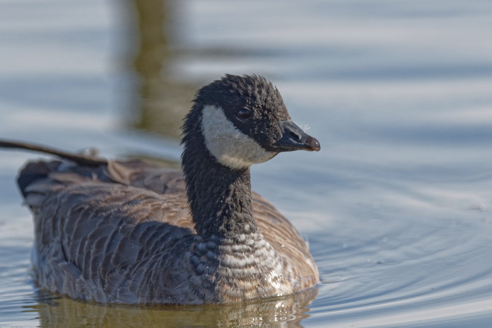Cackling Goose (minima)