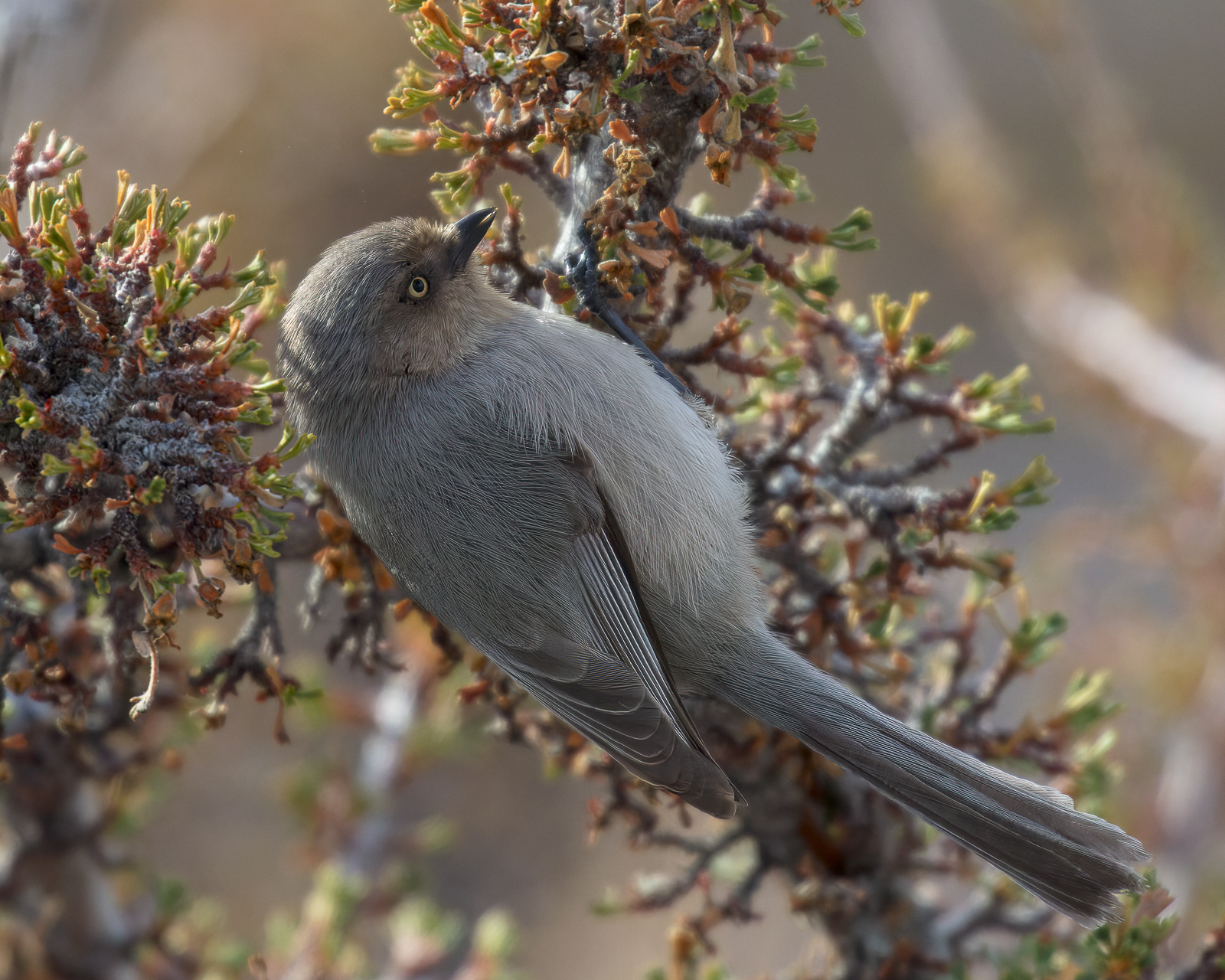 Bushtit