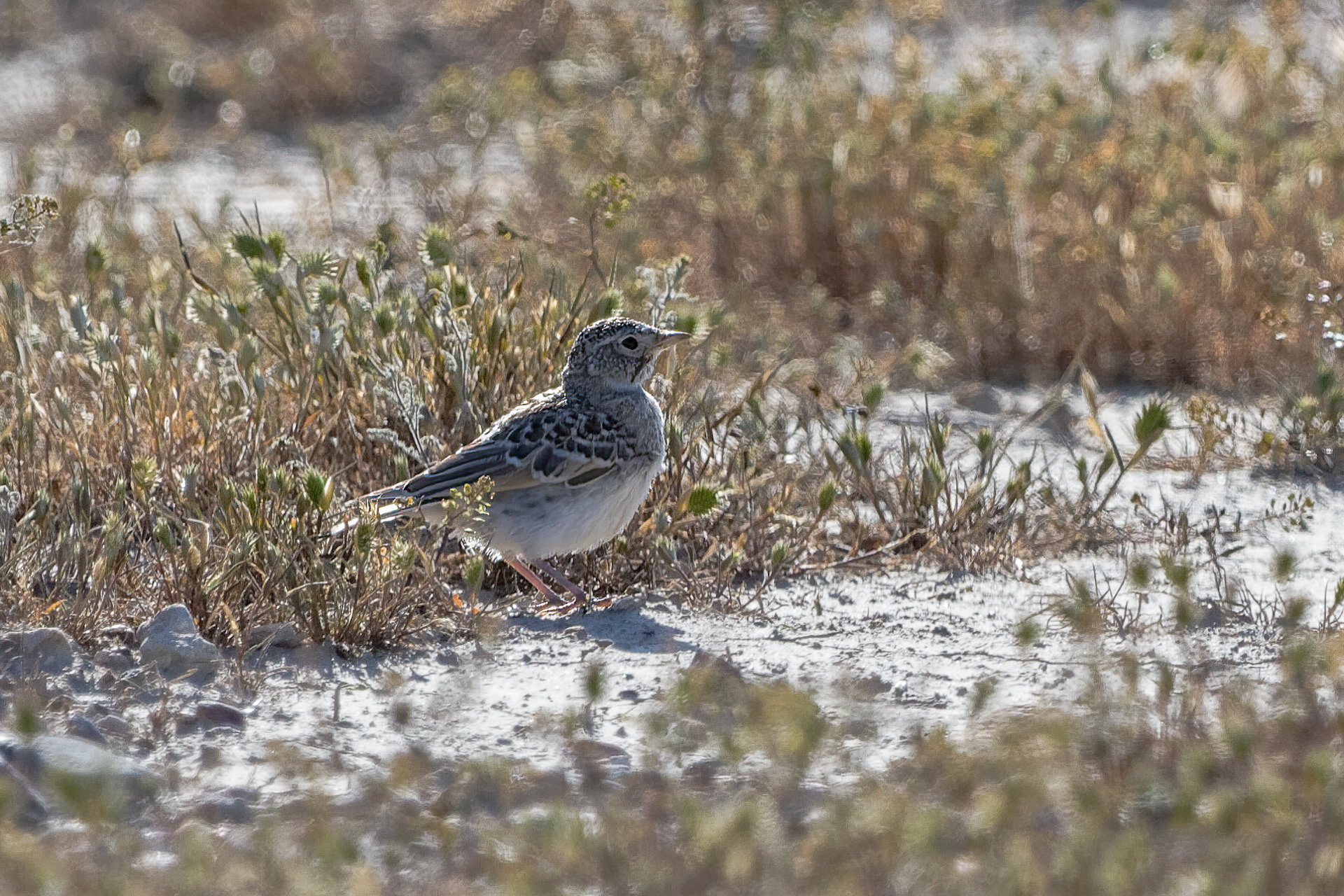 American Pipit