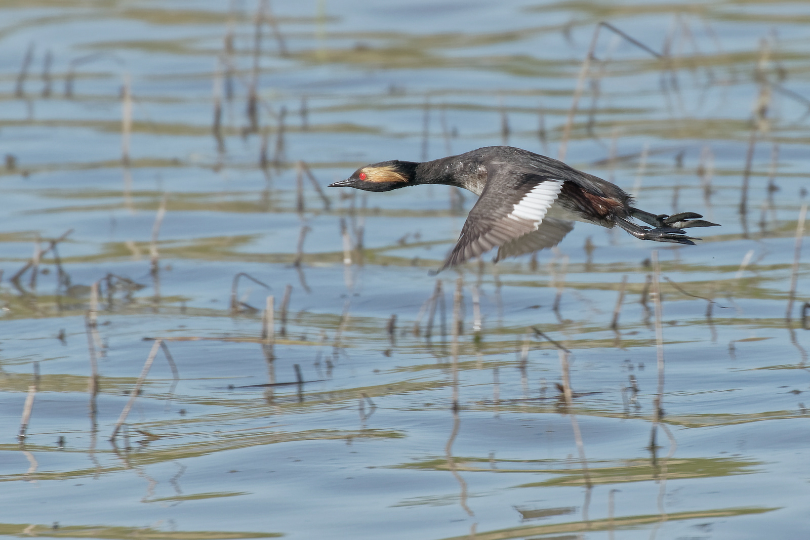 Eared Grebe
