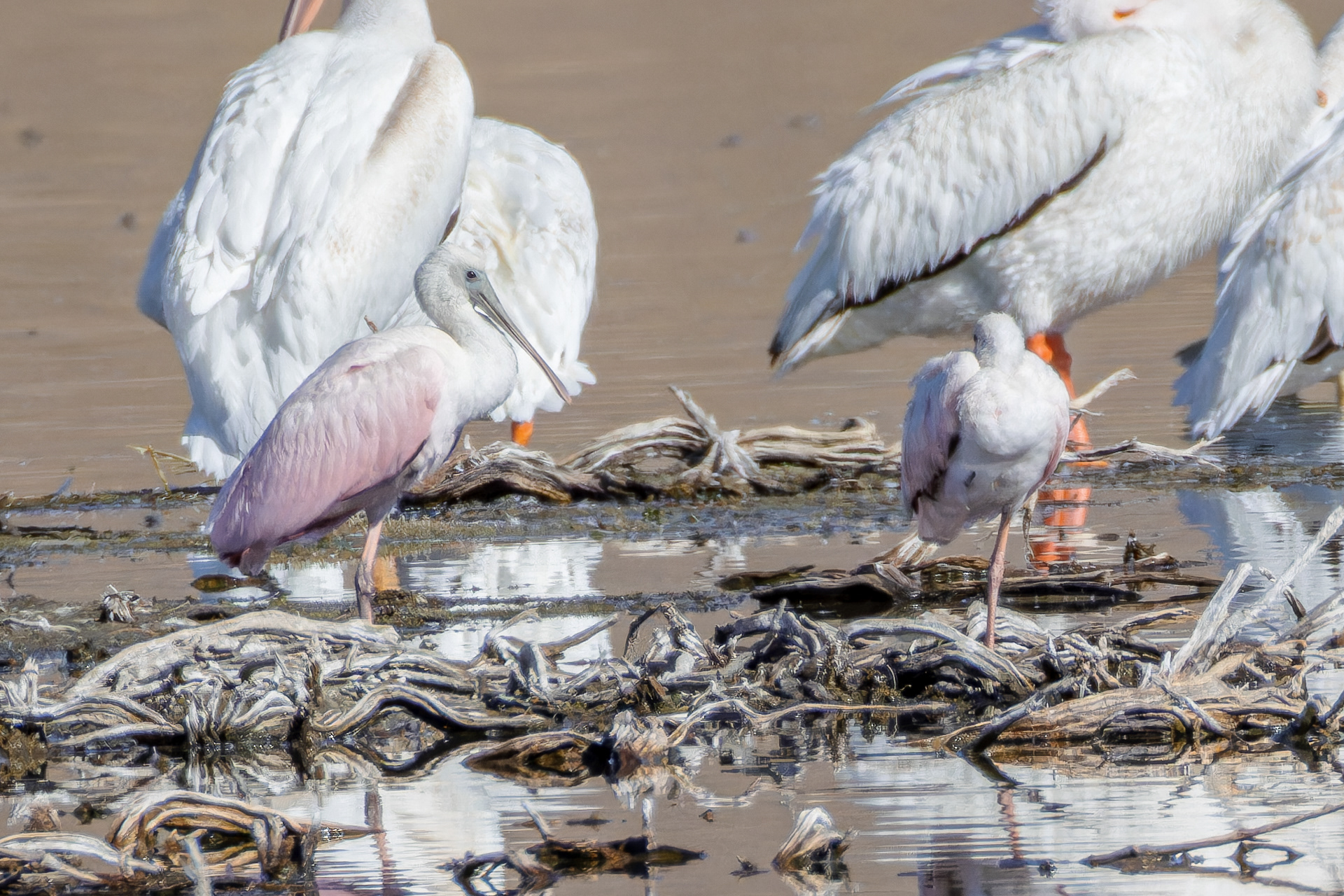 Roseate Spoonbills