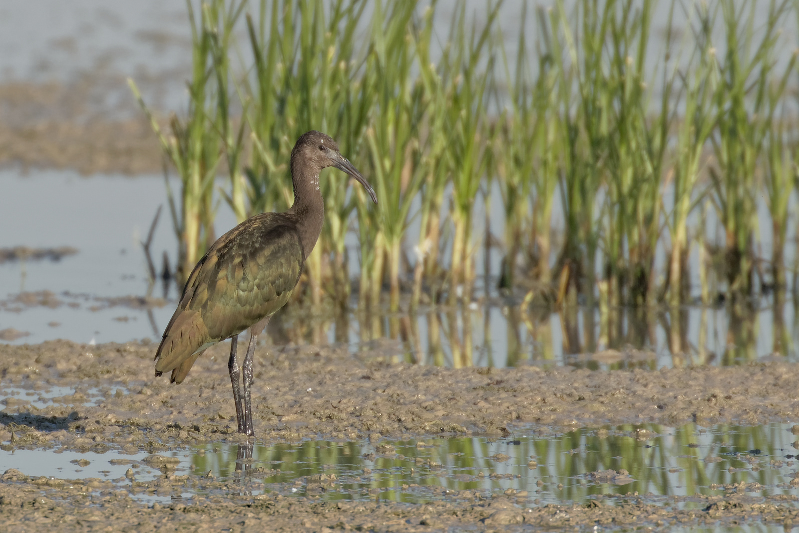 White-faced Ibis juvenile