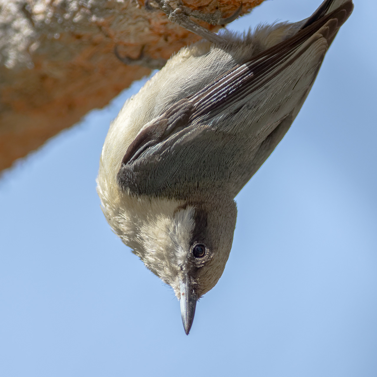 Pygmy Nuthatches
