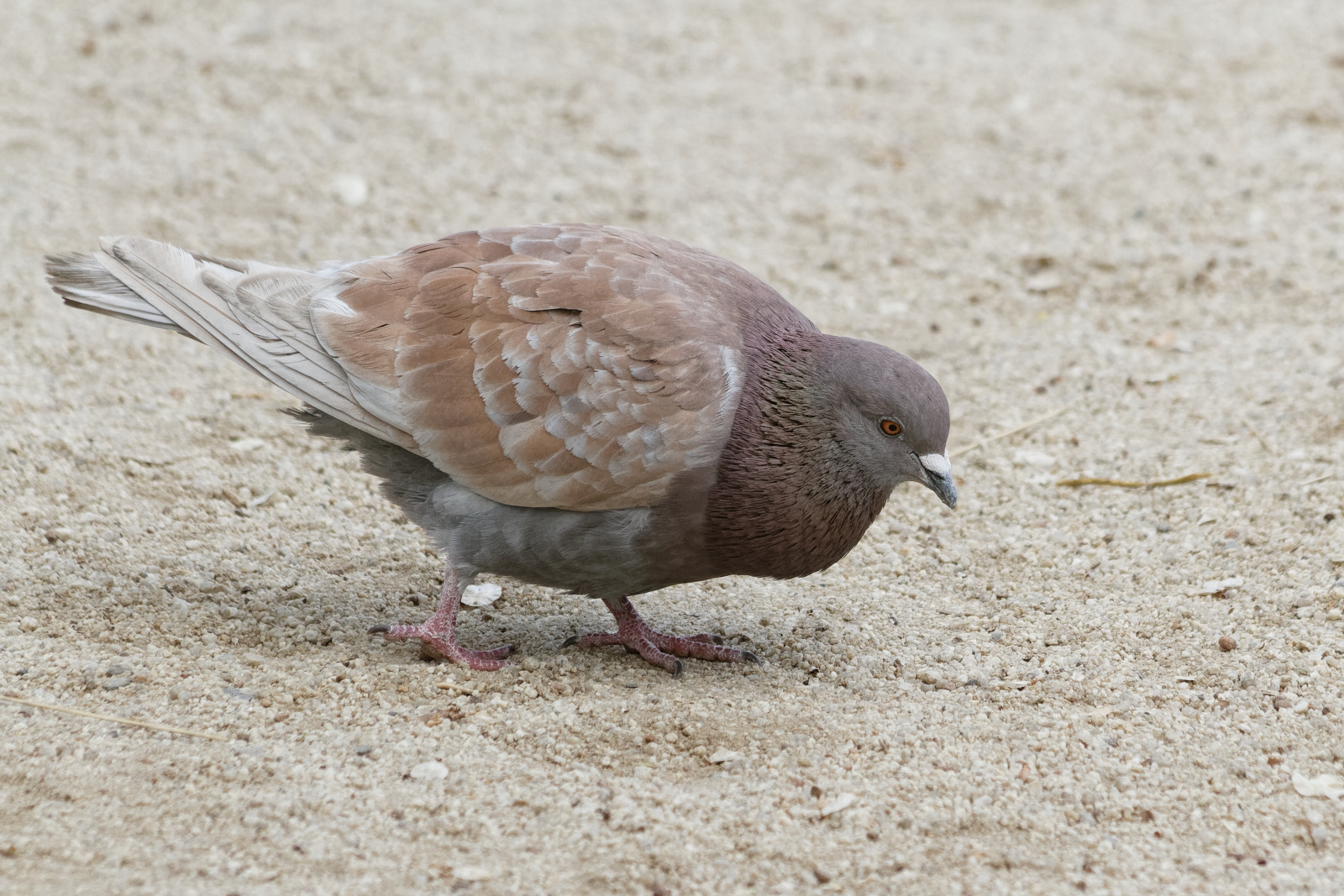 Feral Rock Pigeon